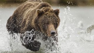 Grizzly bear running at Katmai National Park and Preserve, Alaska, USA