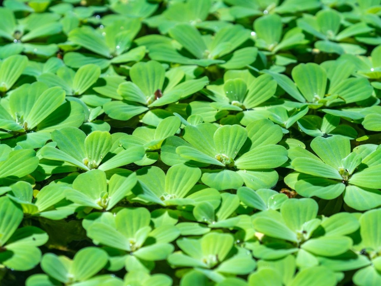 Green Water Lettuce Plants