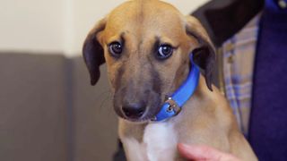 Tara the four month old lurcher from Paul O'Grady: For the Love of Dogs