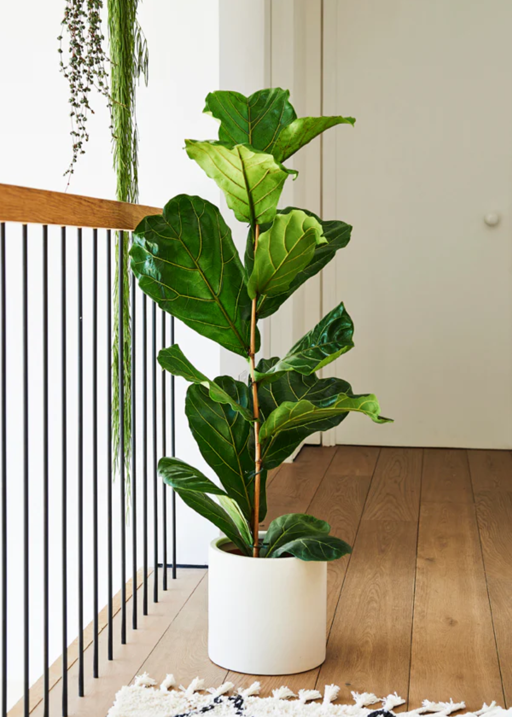 A potted fiddle leaf fig on a wooden floor near a tasseled rug