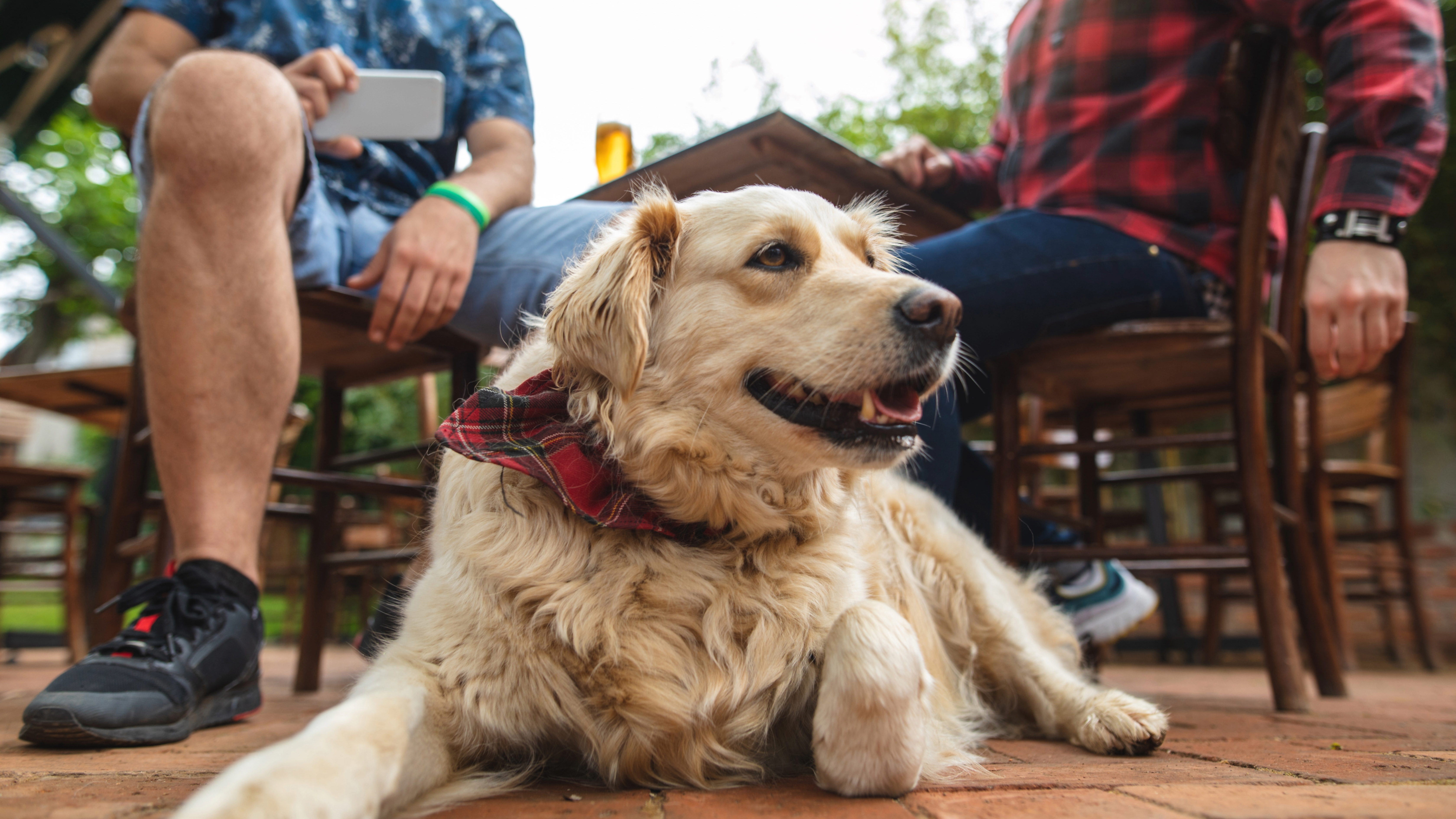Dog at cafe with owner