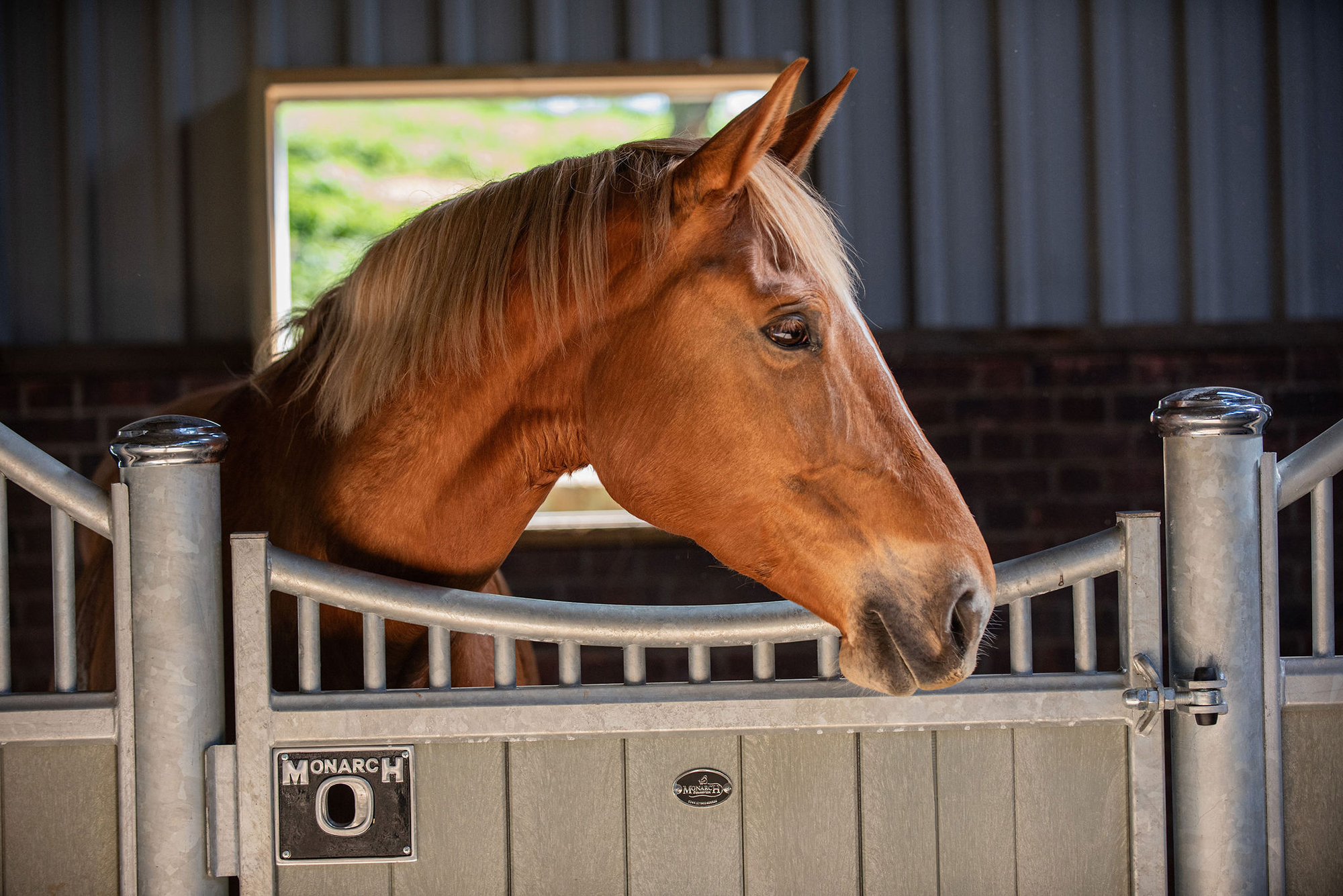 A chestnut horse with ears pricked looks over the Monarch stable door in an indoor barn set up