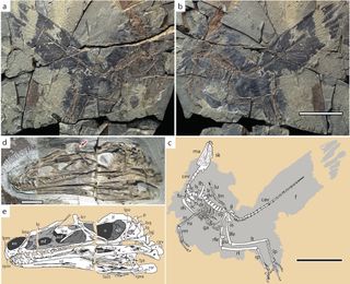 Photos and drawings of the incredibly detailed C. juji fossil.