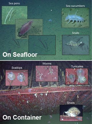 Scientists found that the makeup of aquatic life looked different around the sunken shipping container than it did in the surrounding seafloor.