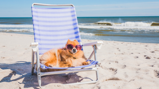 Dog sunbathing on a deck chair on the beach