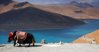 Black Tibetan yak in front of a blue lake