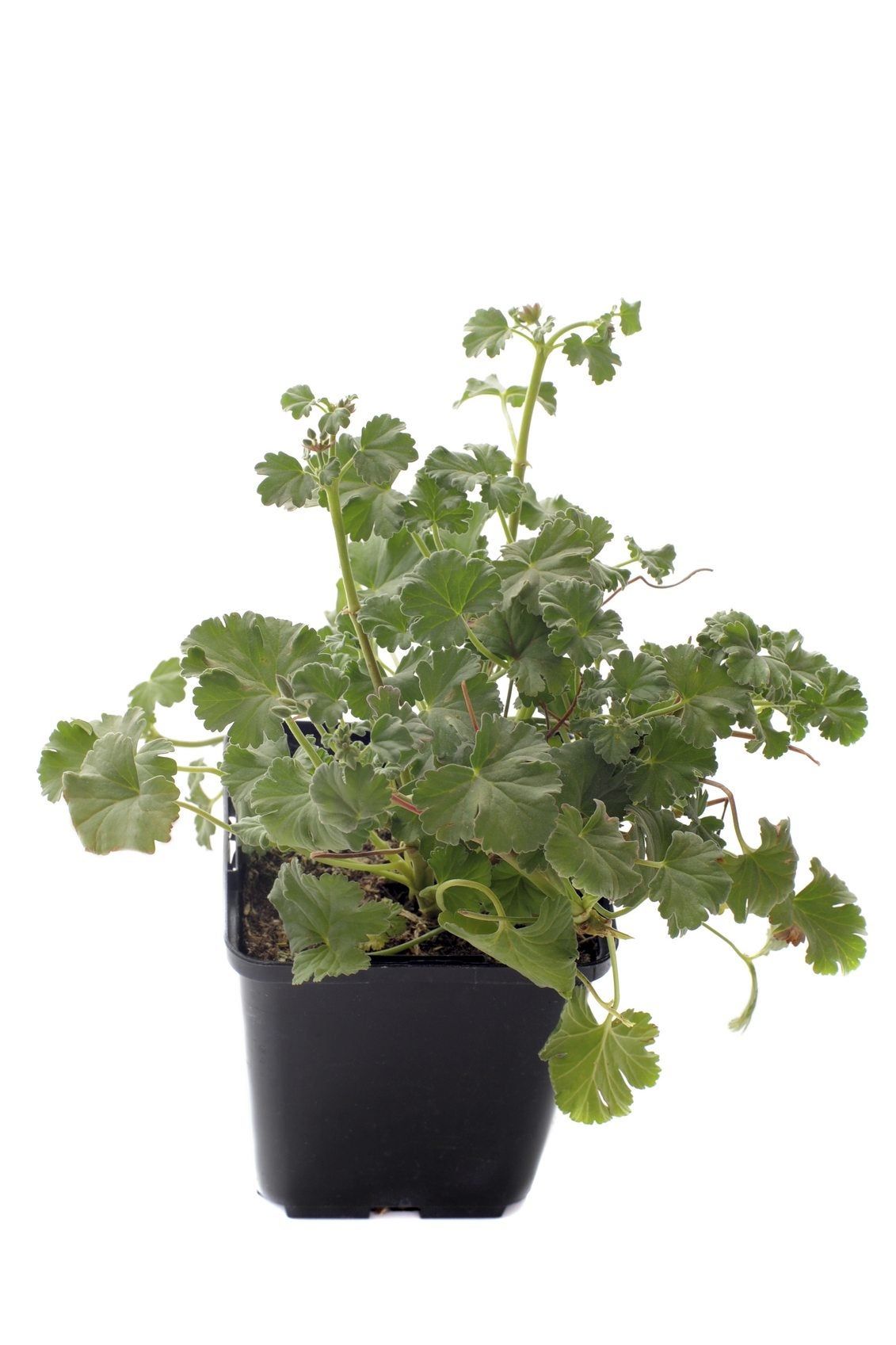 Attar of Rose Geraniums in Black Container