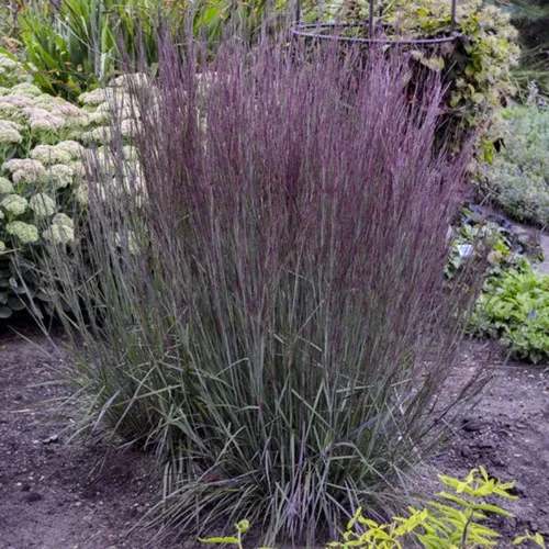 Chameleon Little Bluestem Grass