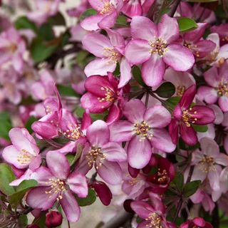 Brighter Blooms - Robinson Crabapple Tree