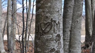 Heart drawn on a log
