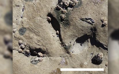 Photo of fossilised bird footprint with 3 digits