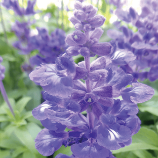 Ferry-Morse 110mg Salvia Blue Bedder Perennial Flower Seeds, Partial Shade