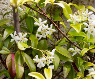 flowers and leaves of star jasmine