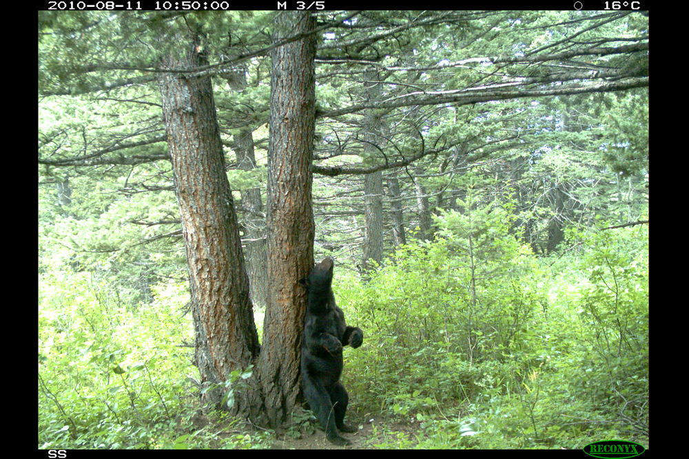 Waterton Lakes National park, conservation