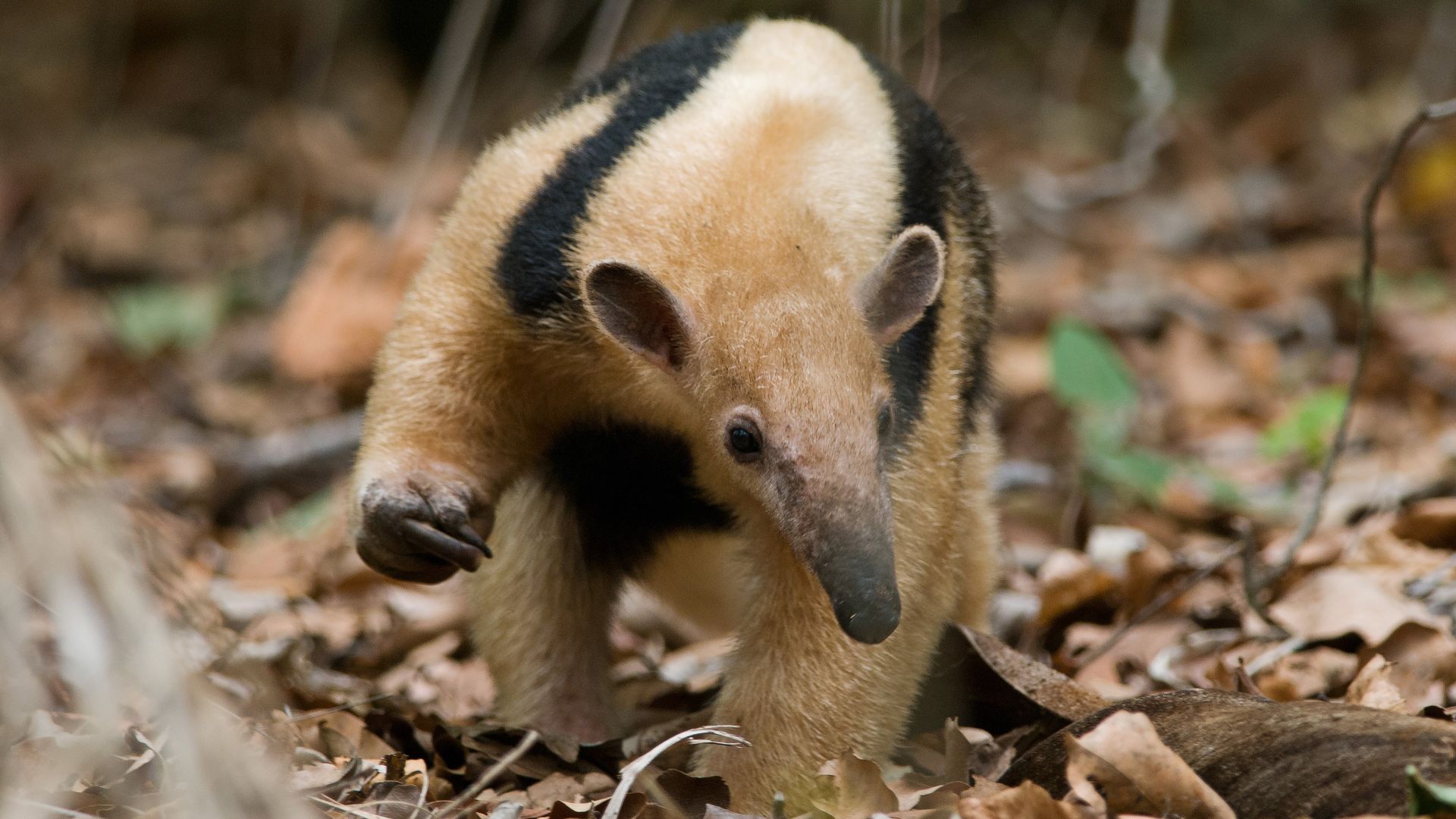 Zoo Anteater Exposed People To Rabies In First-of-its-kind Case 