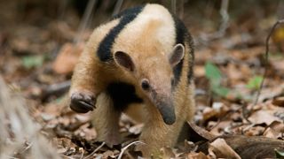 A southern tamandua, also known as the lesser anteater (Tamandua tetradactyla).