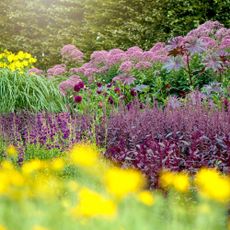 Beautiful summer, herbaceous garden border with Salivas, Joe Pye weed and Dahlias - stock photo