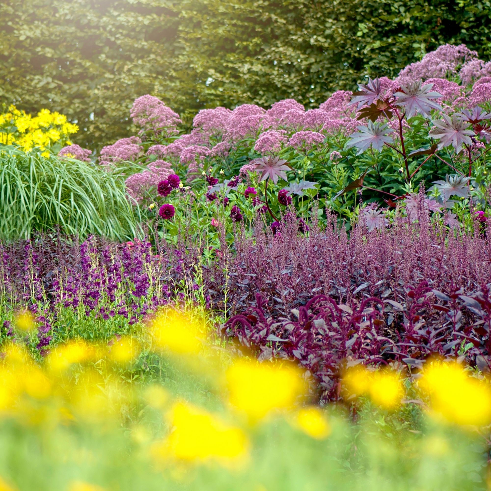 Beautiful summer, herbaceous garden border with Salivas, Joe Pye weed and Dahlias - stock photo