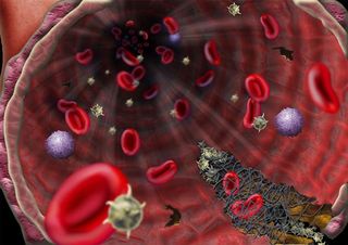 red blood cells inside a blood vessel