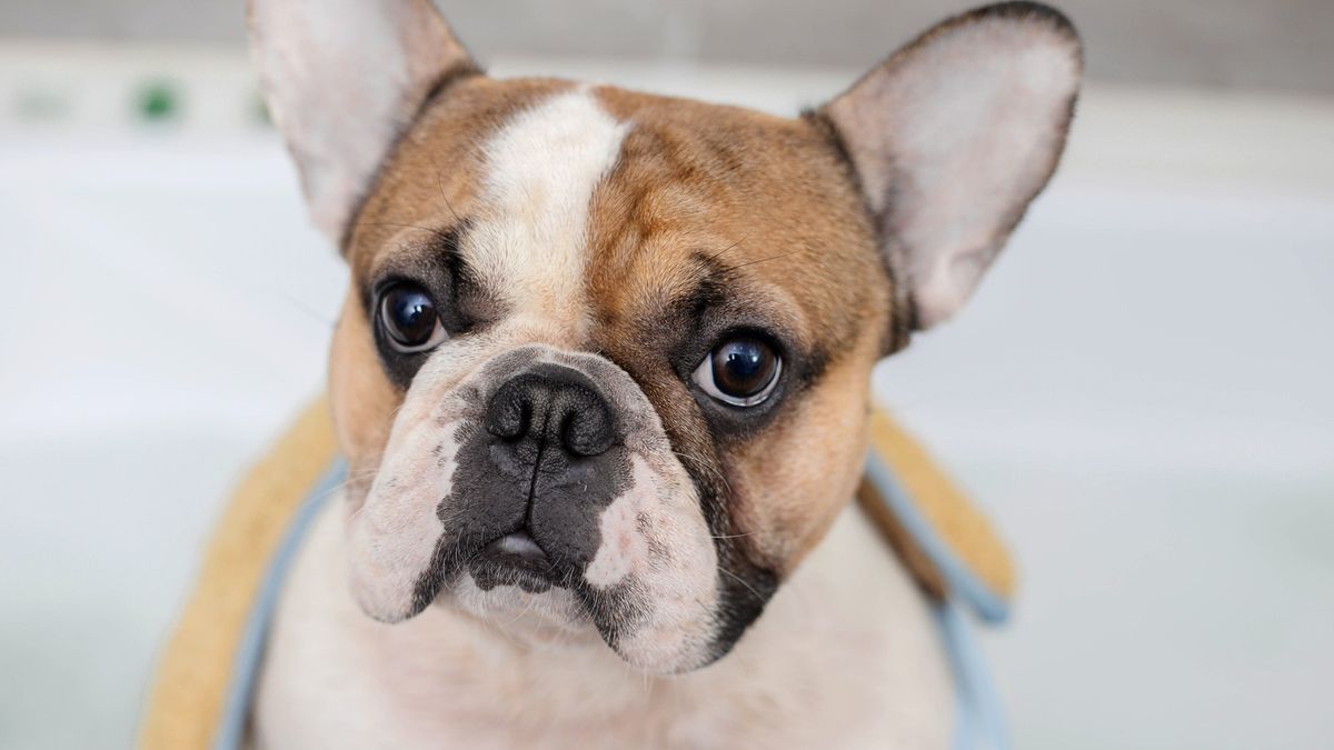 How to moisturize your dog’s skin PetsRadar