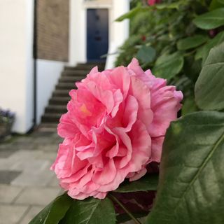 Close up of a pink rose growing in a garden