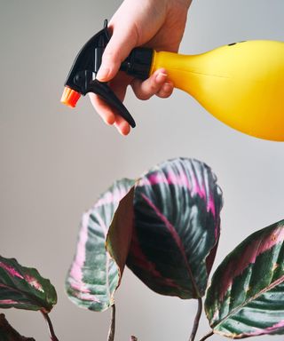 woman sprays a plant from a spray bottle. Home plant Calathea is watered