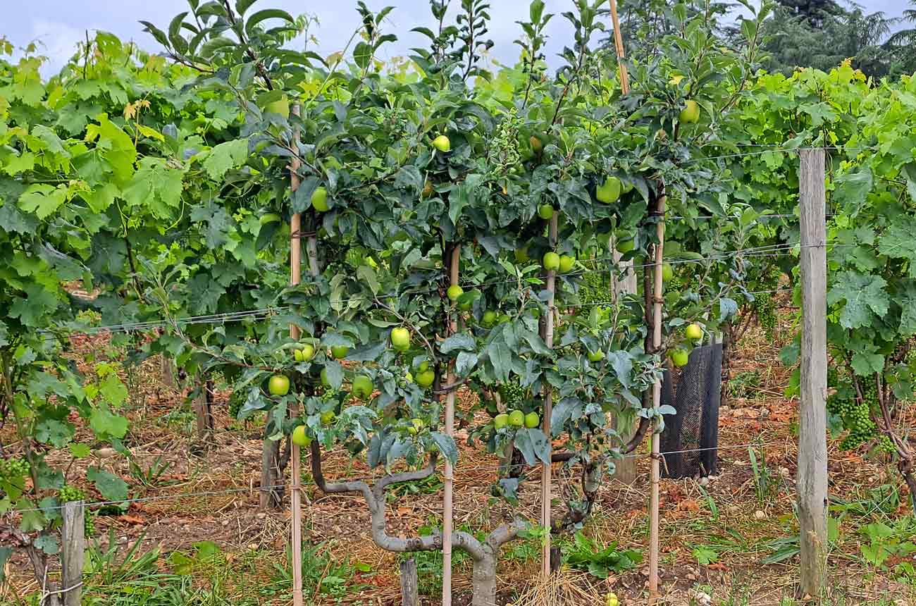 Chateau-Cheval-Blanc_regenerative-vineyard-with-espalier-apples.jpg