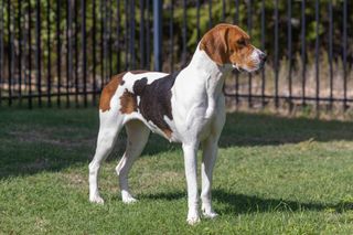 American Foxhound