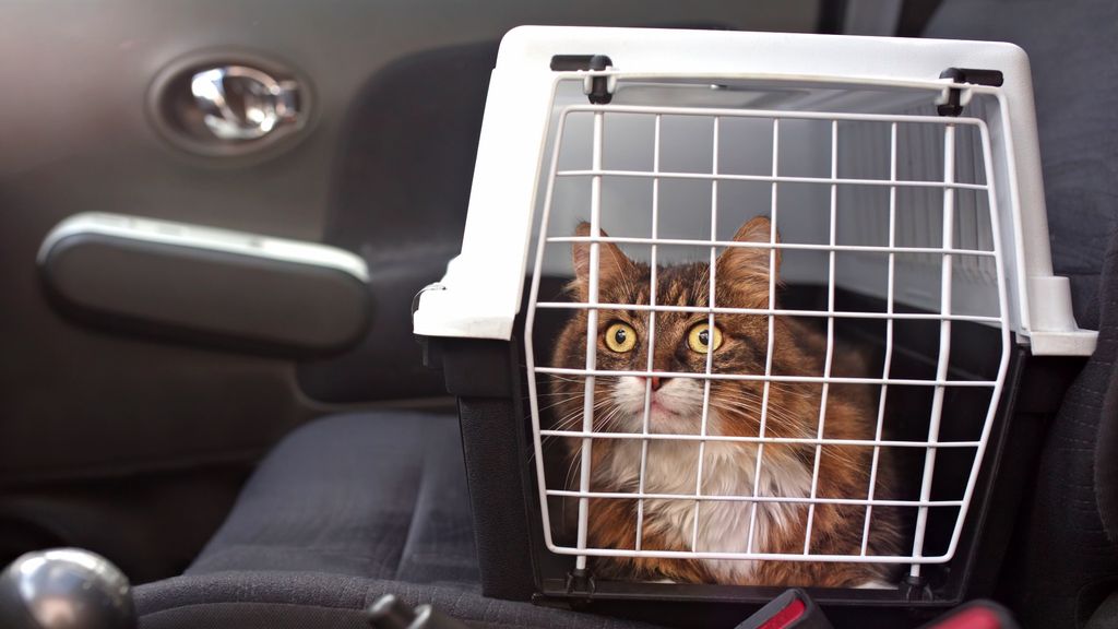 How to get a cat into a carrier 7 steps to success PetsRadar