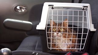 How to get a cat into a carrier: Cat in carrier in backseat of car