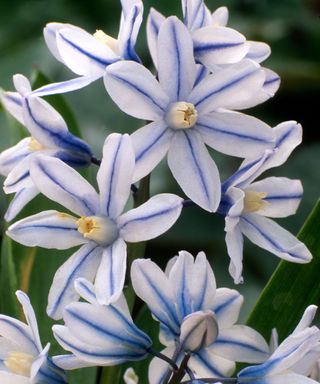 Close up of Russian snowdrop (Puschkinia) flowers that are white with a blue stripe