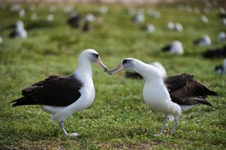 A courting Laysan albatross pair.
