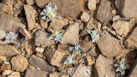 WOOLLY DEVIL FLOWERS IN TEXAS DESERT ARE THE 1ST NEW PLANT GENUS DISCOVERED IN A US NATIONAL PARK IN ALMOST 50 YEARS visual data 6