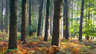 Exmoor National Park (©Alamy)