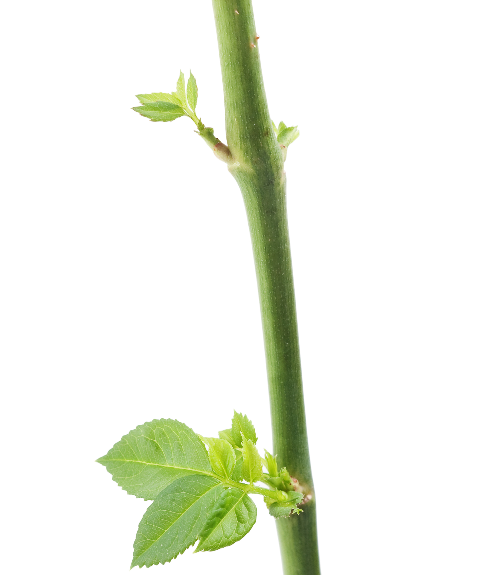 thornless rose sucker