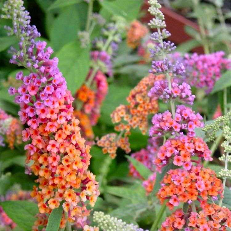 Buddleja Bicolour - Butterfly Bush Buddleia &amp;times; Weyeriana Bicolor - Rare Two-Tone Flower Power Buddleia - Large Specimen