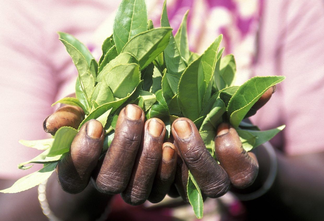 tea plant pruning