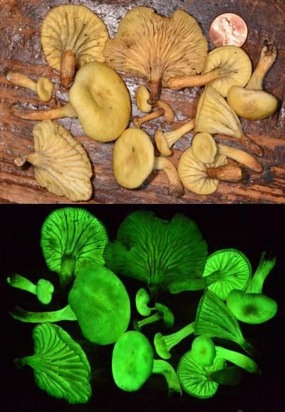 Neonothopanus gardneri mushroom