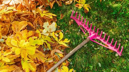 Fall lawn care with leaves and a rake
