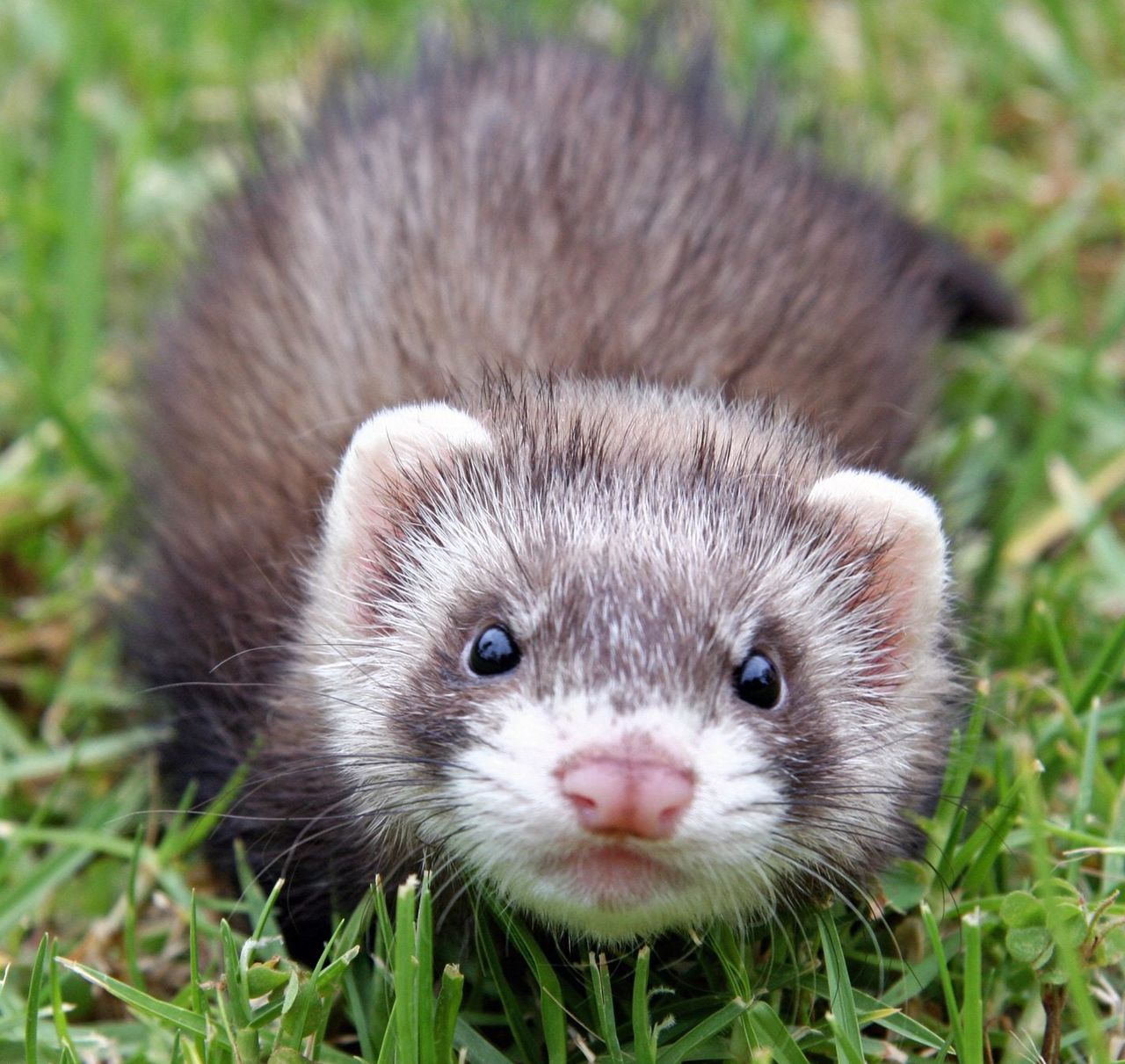 ferret