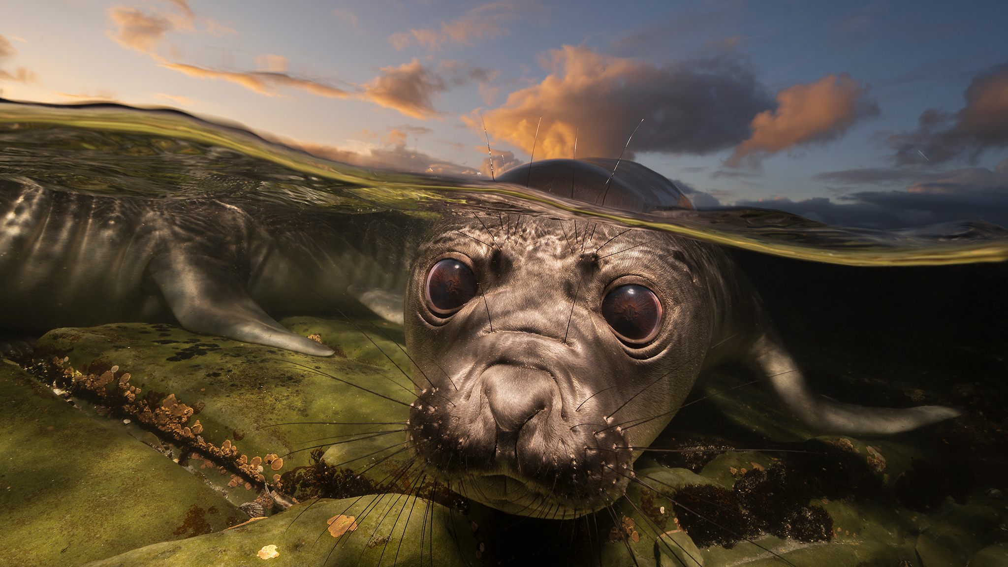 An elephant seal peers underwater at the viewer, its whiskered face enlarged beneath a rippling waterline and dramatic sunset clouds