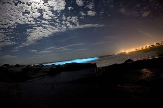 Bioluminescent dinoflagellates producing light in breaking waves.
