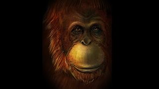 A reconstruction of the extinct great ape, Gigantopithecus.
