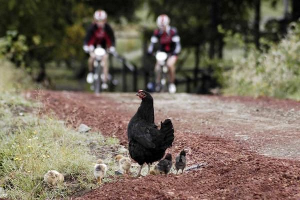 Why did the chicken cross the road?