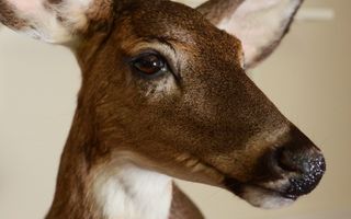 Eyelashes, detailed facial muscles and a glistening nose are just a few of the details that bring a taxidermy to life.