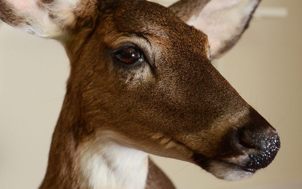 Get Stuffed Which Animals Challenge Taxidermists The Most Live Science