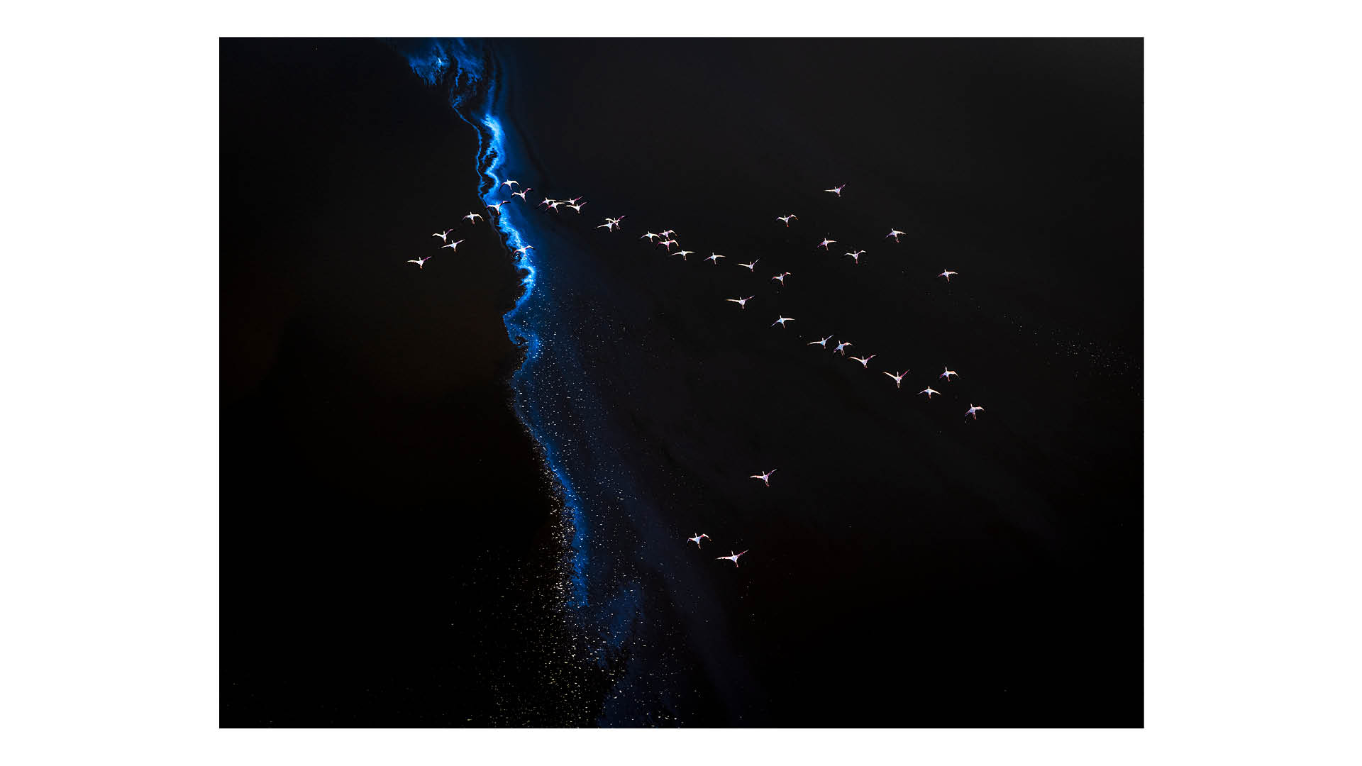 Photograph taken by photographer and conservationist Jon McCormack in Kenya, 2024. Flamingos gather to feed on algae on Lake Magadi and their movements stir the mineral-laden water.
