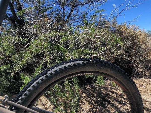 The thorns were everywhere at the Cape Pioneer Trek.