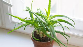 picture of aloe vera in front of window