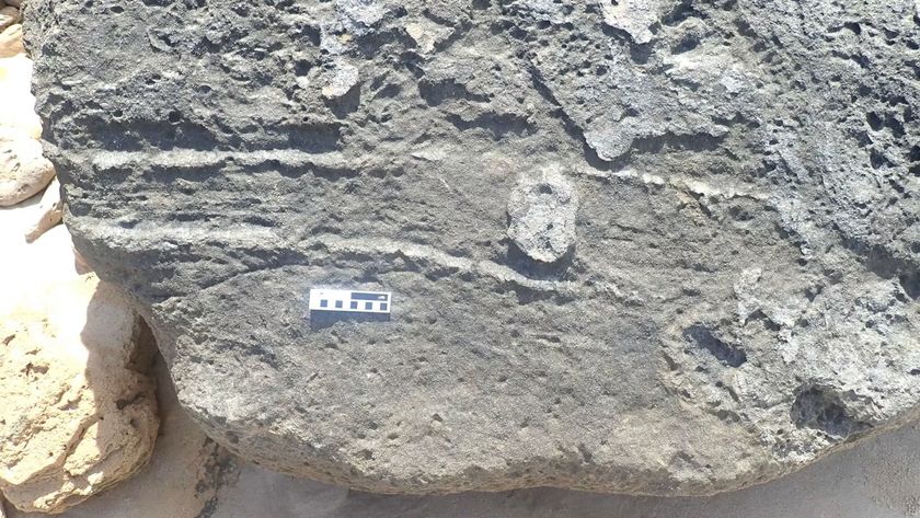 a rock with a long, raised track mark on it